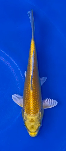 16cm Japanese Imported Yamabuki Ogon – Maruhiro – QT9 - 55