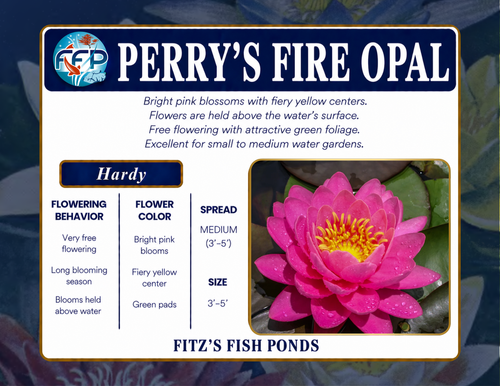 Hardy Lily - PERRY'S FIRE OPAL