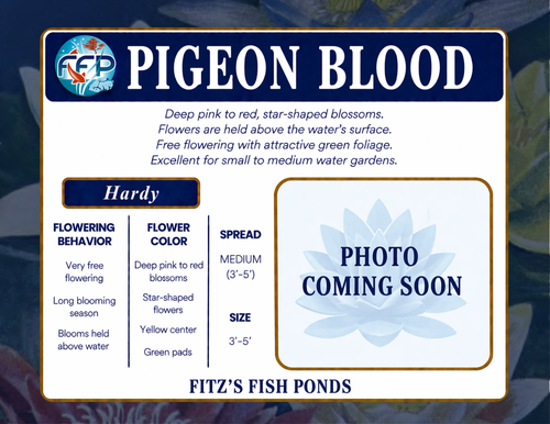 Hardy Lily - PIGEON BLOOD