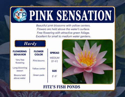 Hardy Lily - PINK SENSATION