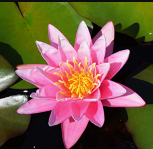 Hardy Lily - PINK SENSATION