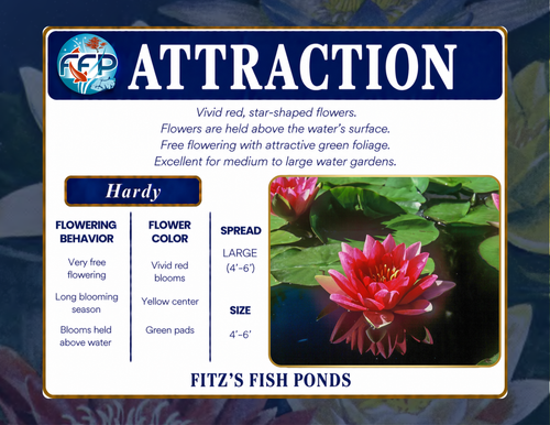 Hardy Lily - ATTRACTION