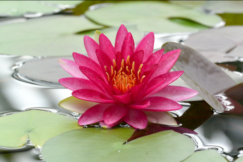 Hardy Lily - ATTRACTION