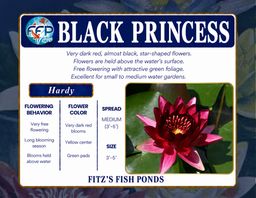 Hardy Lily - BLACK PRINCESS