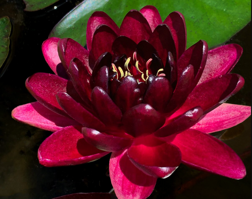 Hardy Lily - BLACK PRINCESS