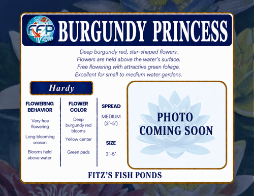 Hardy Lily - BURGUNDY PRINCESS