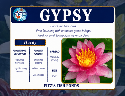 Hardy Lily - GYPSY