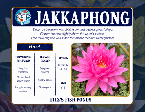 Hardy Lily - JAKKAPHONG