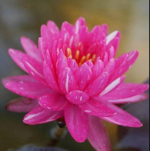Hardy Lily - JAKKAPHONG