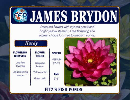 Hardy Lily - JAMES BRYDON