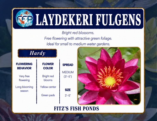 Hardy Lily - LAYDEKERI FULGENS