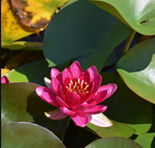 Hardy Lily - PERRY'S BABY RED