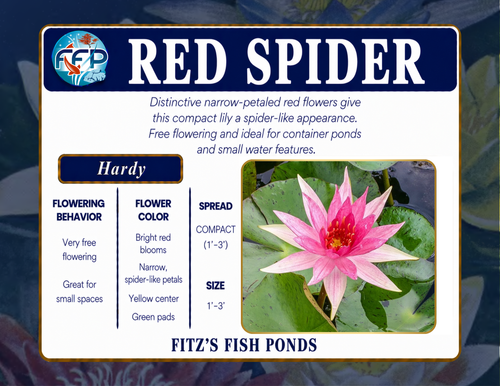Hardy Lily - RED SPIDER