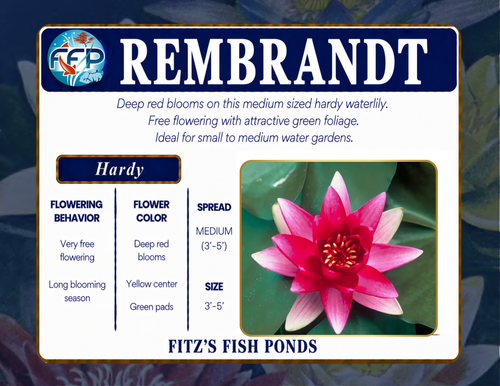 Hardy Lily - REMBRANDT