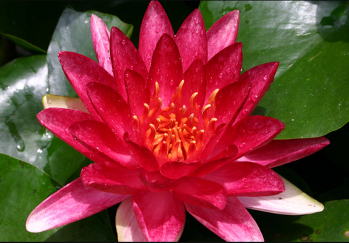 Hardy Lily - STEVEN STRAWN