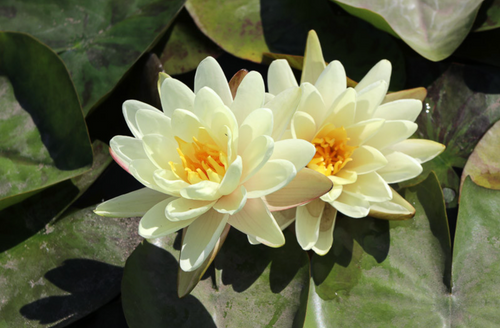 Hardy Lily - DENVER