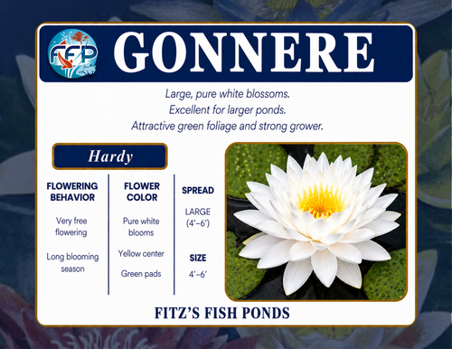 Hardy Lily - GONNERE