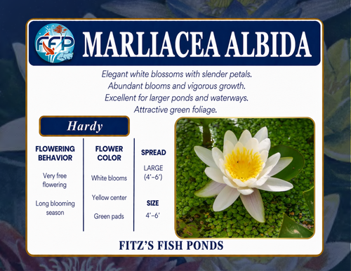 Hardy Lily - MARLIACEA ALBIDA