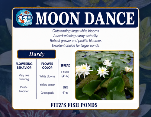 Hardy Lily - MOON DANCE