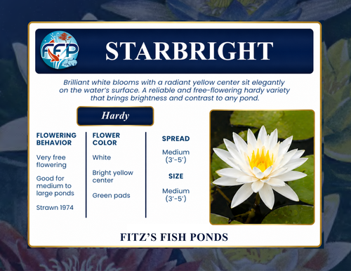 Hardy Lily - STARBRIGHT