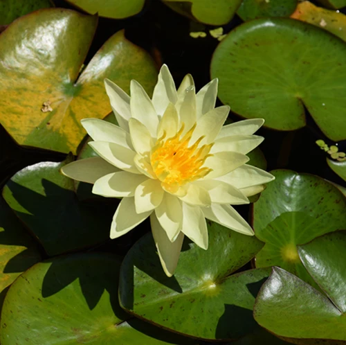 Hardy Lily - VIRGINIA
