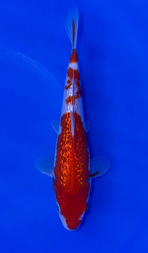 17cm Japanese Imported Kohaku – Maruhiro – QT9 - 61 - Fitzs Fish Ponds