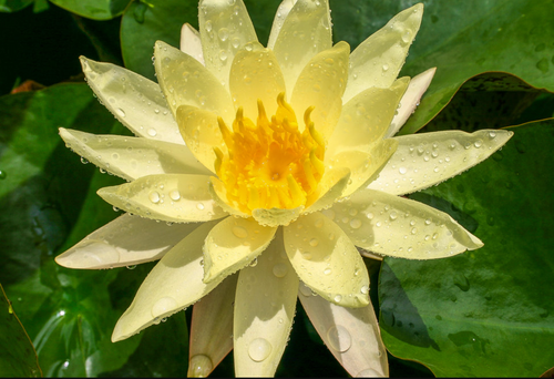 Hardy Lily - BETSY SAKATA