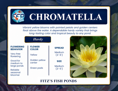 Hardy Lily - CHROMATELLA