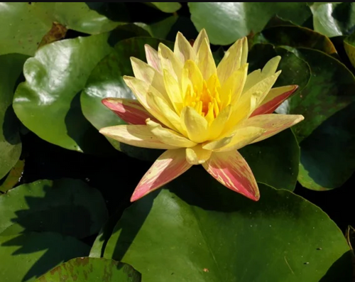 Hardy Lily - PARANEE