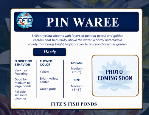 Hardy Lily - PIN WAREE