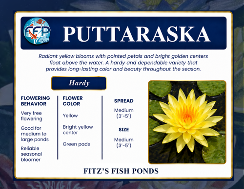 Hardy Lily - PUTTARASKA