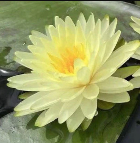 Hardy Lily - PUTTARASKA