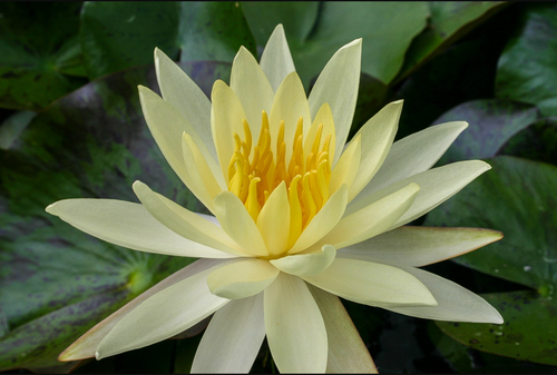 Hardy Lily - SULPHUREA OKEECHOBEE