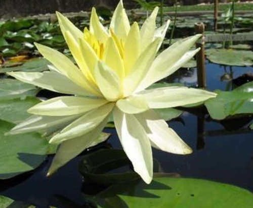 Hardy Lily - SUNRISE