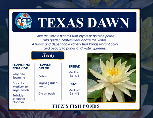 Hardy Lily - TEXAS DAWN