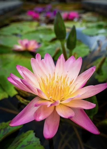 Tropical Lily - TROPIC SUNSET