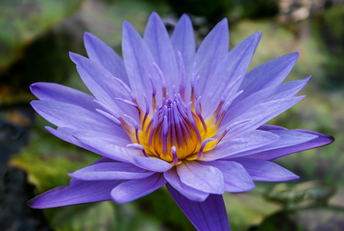 Tropical Lily - BAGDAD