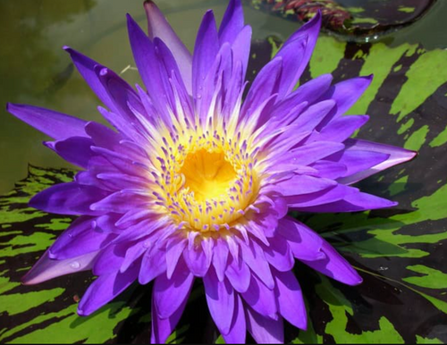 Tropical Lily - BLUE ASTER