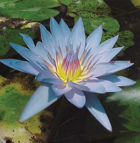 Tropical Lily - BLUE BEAUTY