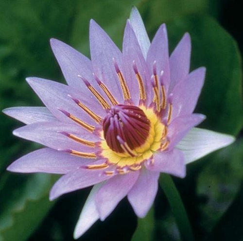 Tropical Lily - COLORATA