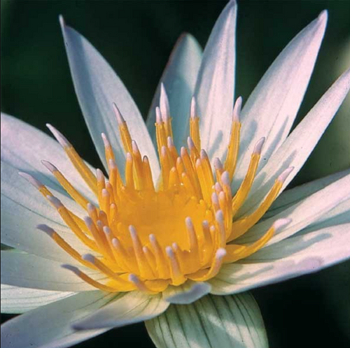 Tropical Lily - DAUBEN