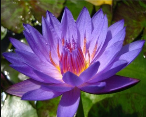 Tropical Lily - LAURA FRASE