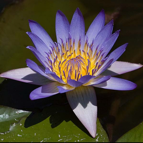Tropical Lily - MARGARET MARY