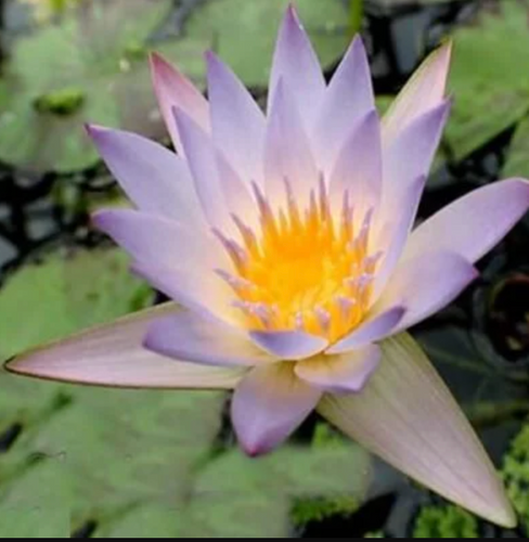 Tropical Lily - PAMELA
