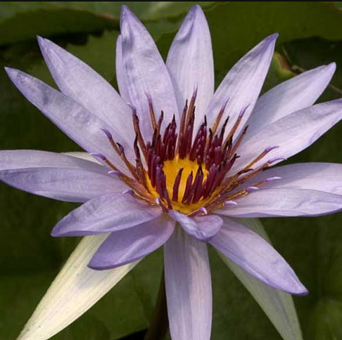 Tropical Lily - WOOD'S BLUE GODDESS