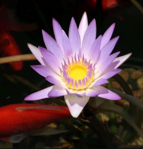 Tropical Lily - MME GANNA WALSKA