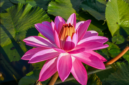 Tropical Lily - HOT PINK