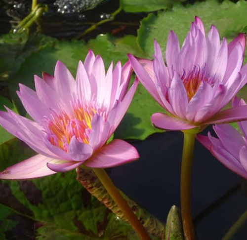 Tropical Lily - KATHY MCLANE