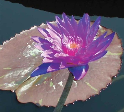 Tropical Lily - AMETHYST MIST