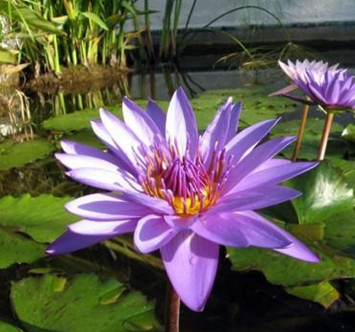 Tropical Lily - DIR GEORGE T MOORE